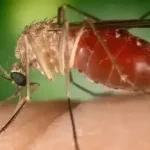 Mosquito Maruim pousado sobre pele humana.