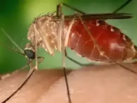 Mosquito Maruim pousado sobre pele humana.