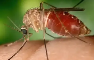 Mosquito Maruim pousado sobre pele humana.