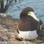 A imagem mostra uma ave marinha pousada em solo rochoso próximo ao mar. O pássaro tem cabeça e dorso marrons, peito branco e bico longo e claro, levemente amarelado. Ele está sentado no chão, com o corpo apoiado e as asas recolhidas. Ao fundo aparece a água azul do mar e parte da vegetação costeira, com galhos e folhas. A cena sugere um ambiente litorâneo tranquilo, com o animal descansando ou protegendo seu local de repouso.