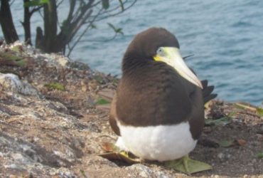 A imagem mostra uma ave marinha pousada em solo rochoso próximo ao mar. O pássaro tem cabeça e dorso marrons, peito branco e bico longo e claro, levemente amarelado. Ele está sentado no chão, com o corpo apoiado e as asas recolhidas. Ao fundo aparece a água azul do mar e parte da vegetação costeira, com galhos e folhas. A cena sugere um ambiente litorâneo tranquilo, com o animal descansando ou protegendo seu local de repouso.