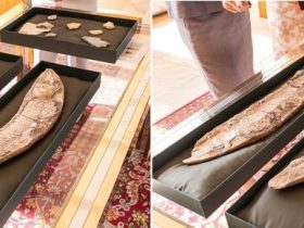 Fóssil brasileiro repatriado, peixe pré-histórico da Bacia do Araripe, preserva corpo alongado e escamas visíveis, retornando ao país após apreensão internacional e cooperação diplomática