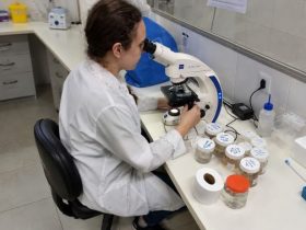 Pesquisadora observa uma amostra em um microscópio óptico em laboratório, com frascos e materiais de pesquisa sobre a bancada.