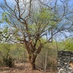 Árvore de umburana com galhos parcialmente cobertos por folhas verdes, em meio à vegetação da Caatinga. No canto inferior direito, há uma fotografia em destaque de um anfíbio semelhante a um sapo, sobre o solo pedregoso.