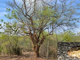 Árvore de umburana com galhos parcialmente cobertos por folhas verdes, em meio à vegetação da Caatinga. No canto inferior direito, há uma fotografia em destaque de um anfíbio semelhante a um sapo, sobre o solo pedregoso.