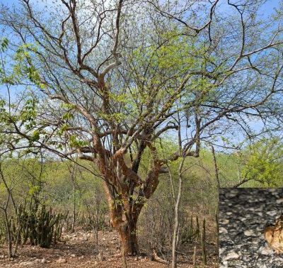 Árvore de umburana com galhos parcialmente cobertos por folhas verdes, em meio à vegetação da Caatinga. No canto inferior direito, há uma fotografia em destaque de um anfíbio semelhante a um sapo, sobre o solo pedregoso.