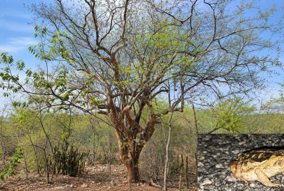 Árvore de umburana com galhos parcialmente cobertos por folhas verdes, em meio à vegetação da Caatinga. No canto inferior direito, há uma fotografia em destaque de um anfíbio semelhante a um sapo, sobre o solo pedregoso.