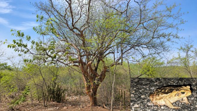 Árvore de umburana com galhos parcialmente cobertos por folhas verdes, em meio à vegetação da Caatinga. No canto inferior direito, há uma fotografia em destaque de um anfíbio semelhante a um sapo, sobre o solo pedregoso.