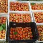 Pedúnculos de caju maduros, em tons de amarelo, laranja e vermelho, acondicionados em caixas plásticas para colheita e manuseio.