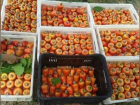 Pedúnculos de caju maduros, em tons de amarelo, laranja e vermelho, acondicionados em caixas plásticas para colheita e manuseio.