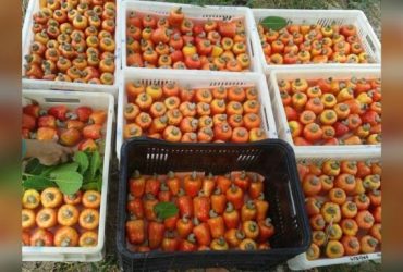 Pedúnculos de caju maduros, em tons de amarelo, laranja e vermelho, acondicionados em caixas plásticas para colheita e manuseio.