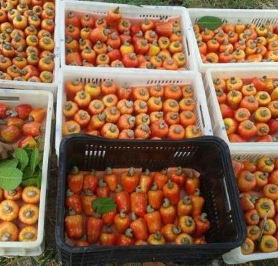Pedúnculos de caju maduros, em tons de amarelo, laranja e vermelho, acondicionados em caixas plásticas para colheita e manuseio.