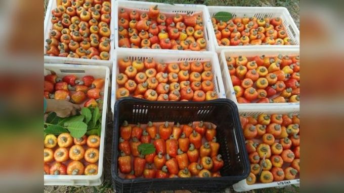 Pedúnculos de caju maduros, em tons de amarelo, laranja e vermelho, acondicionados em caixas plásticas para colheita e manuseio.