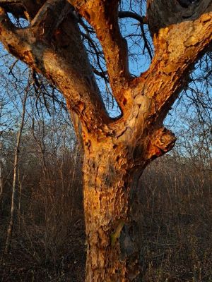 Tronco de árvore nativa da Caatinga com casca alaranjada e galhos grossos, em meio à vegetação seca.